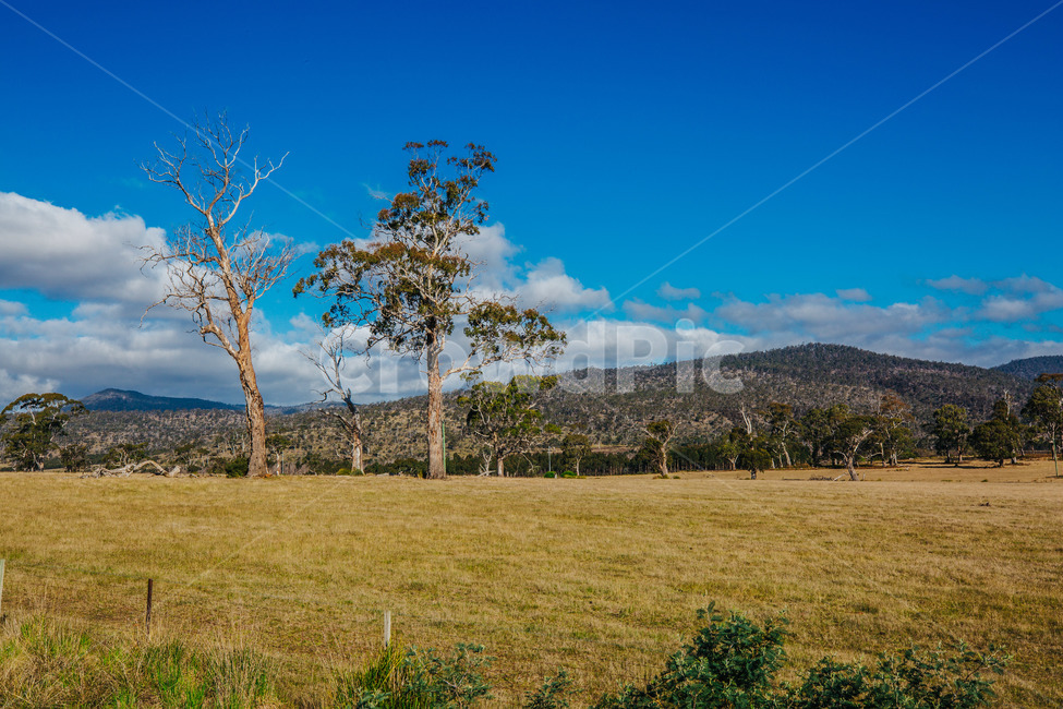 호주,타즈매니아,바다,바닷가,see,australia,tasmania,푸른하늘,sky,나무,산,tree,mountain,하늘,잔디,구름,맑음,맑은날,자연,풍경,nature,landscape,해외,외국,세계,foreign,oversea,world,세계자연풍경,해외자연풍경,외국자연풍경,world nature landscape,field,들,outdoors,옥외,grassland,목초지,savanna,대초원