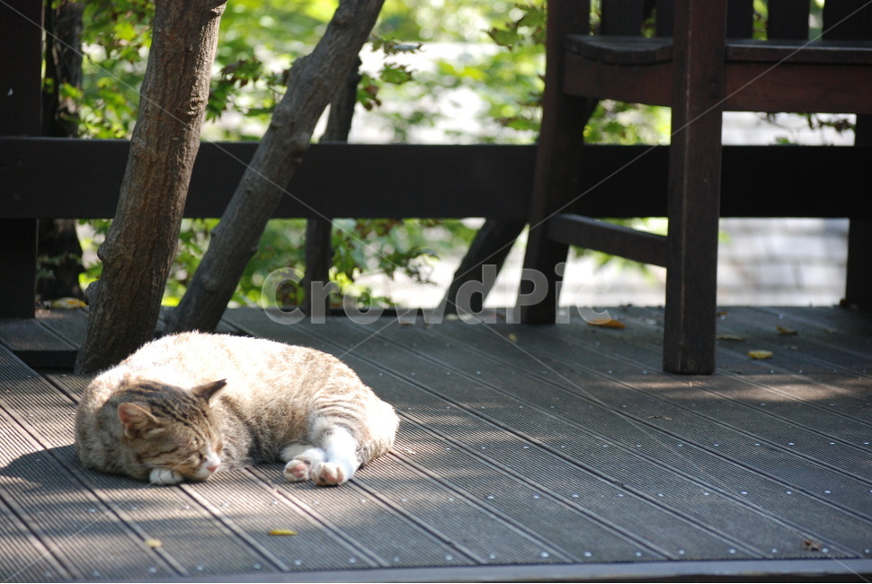 고양이,cat,동물,animal,평화로움,동물,animal,고양이,cat,kitten,kitty