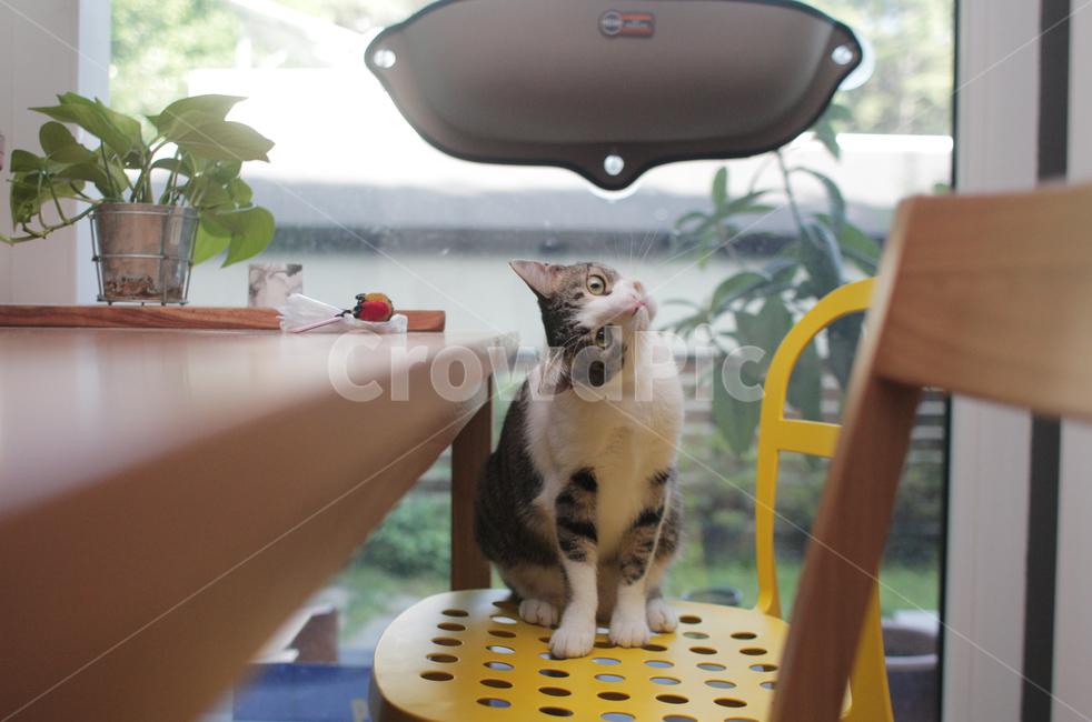 고양이,코리안숏헤어,코숏,집냥이,cat,kitty,animal,동물