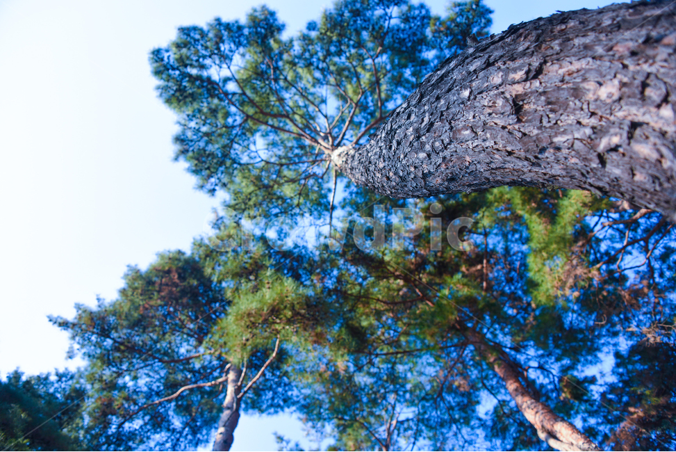 한국미,소나무,질감,겨울나무,pinetrees,koreabeauty,식물,자연,plants,nature,나무,trees,wood