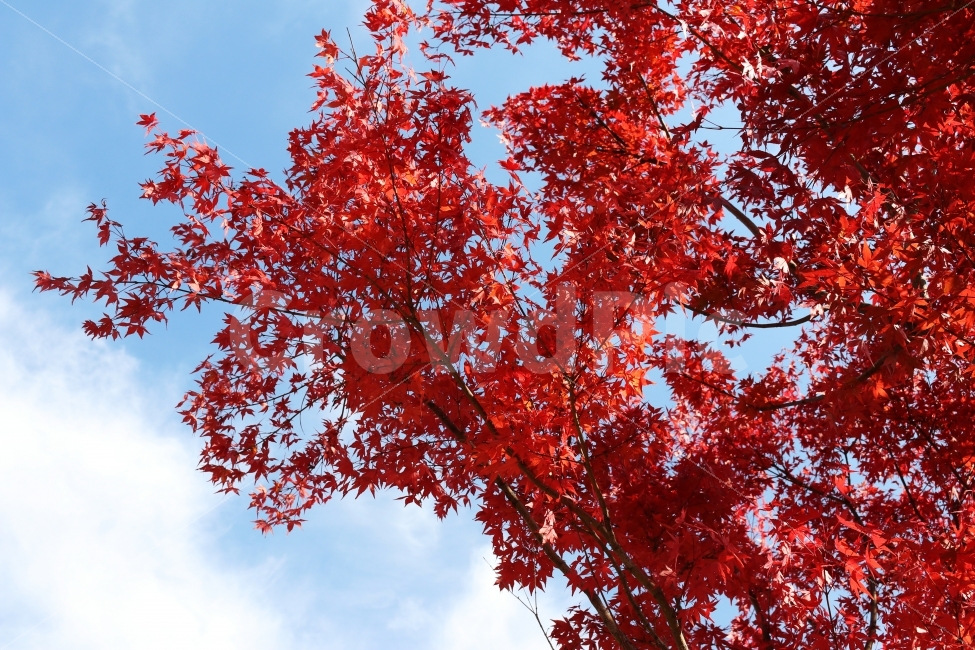 단풍,가을,가을단풍,풍경,가을풍경,가을배경,가을,계절,fall,autumn,season,식물,자연,plants,nature,나무,trees,wood,tree,plant,leaf,잎,maple