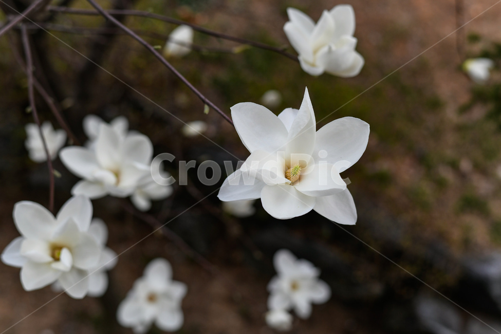 pottery,자연,봄꽃,blossom,petal,꽃잎,flower,꽃,plant,식물,목련나무,흰꽃,꽃,flower