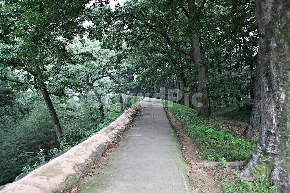 공주산성,산성,성,성곽,길,둘레길,숲,숲길,안개,돌담,담,여름,풍경,벽,방어벽,흙담,나무,식물,유네스코등제