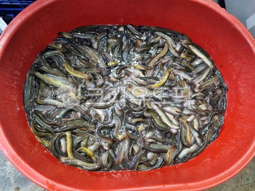 미꾸라지,민물고기,생물,fish,미꾸리,식재료,음식재료,요리재료,국내산,국산,loach,자연산,생선,추어탕재료,식용물고기,식용,물고기,freshwaterfish,food,chutang,loachsoup,edible,ediblefish,어류,fishes,foodingredients,cookingmaterial,foodstuff,다라이,고무다라이,대야,고무대야,수산물,marineproducts,chueotangingredients,slipperyloach,mudfish,chueotang,추어탕,edibility,loachfish,nativeloach,토종미꾸라지