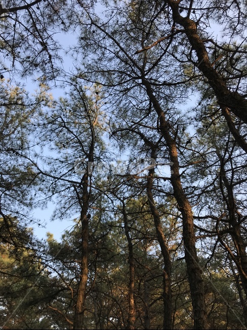 나무,자연,숲,공기,산,자연,풍경,nature,landscape,식물,plants,나무,trees,wood,tree,plant,tree trunk,나무 줄기