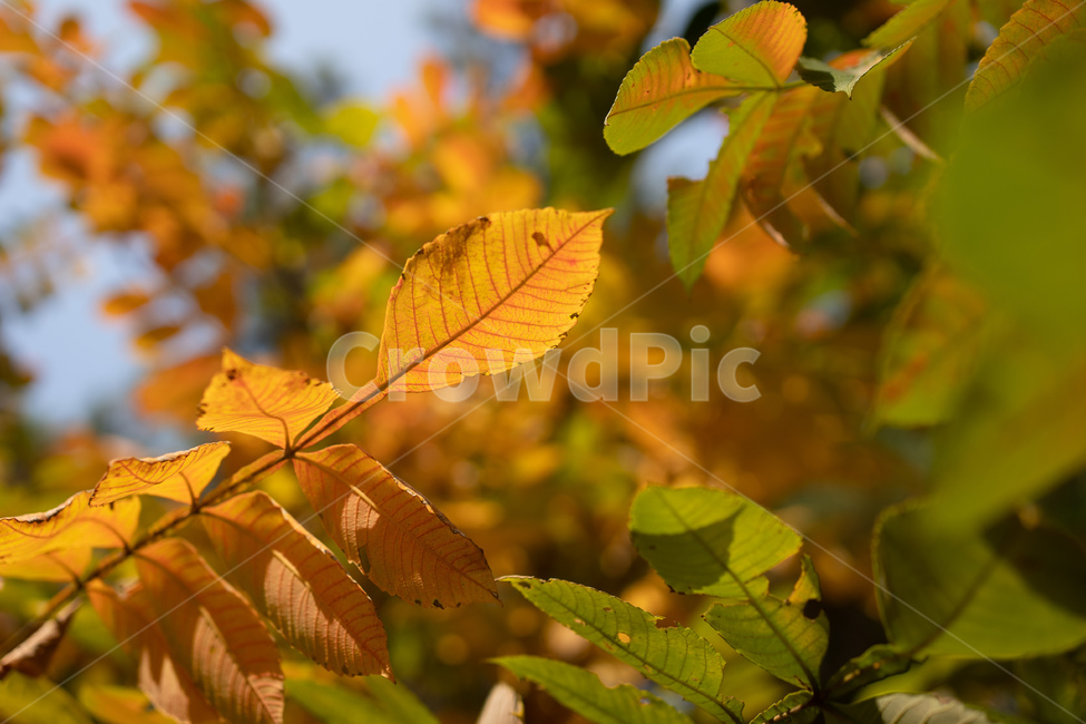 veins,정맥,leaf,잎,tree,나무,plant,식물,treetrunk,나무줄기,가을,단풍,숲,forest,가을,계절,fall,autumn,season