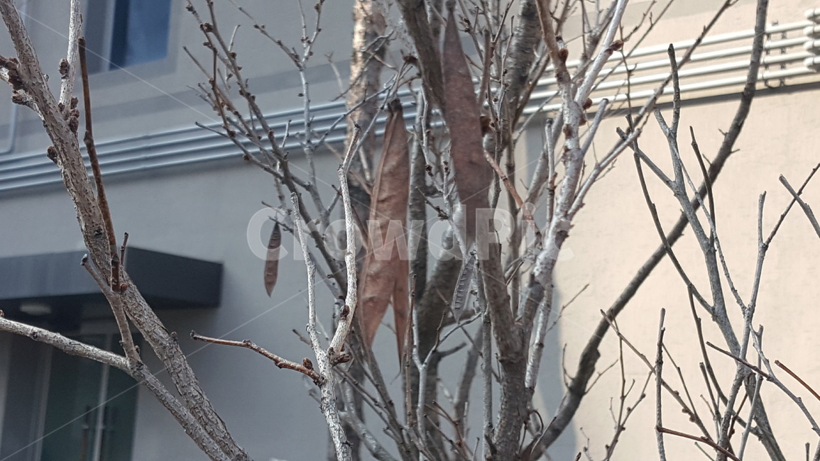 나무,식물,열매,낙엽,겨울,겨울나무,식물,자연,plants,nature,나무,trees,wood