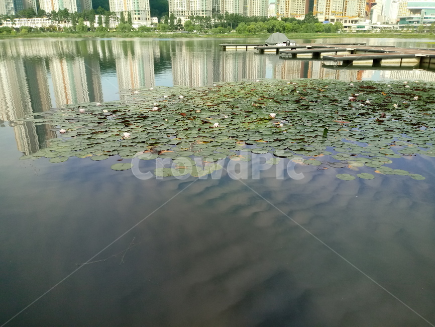 수련,자우련,수생식물,꽃,flower,plant,waterlily,자연,풍경,nature,landscape,식물
