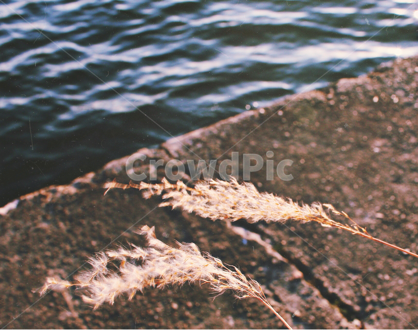 한강,가을한강,산책,갈대,물결,식물,자연,plants,nature,감성,sensible,feeling