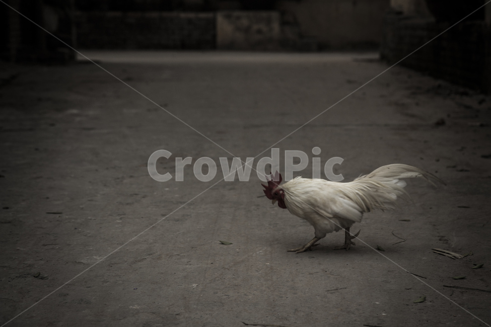 닭,동물,혼자,길,암탉,동물,animal,조류,새,birds