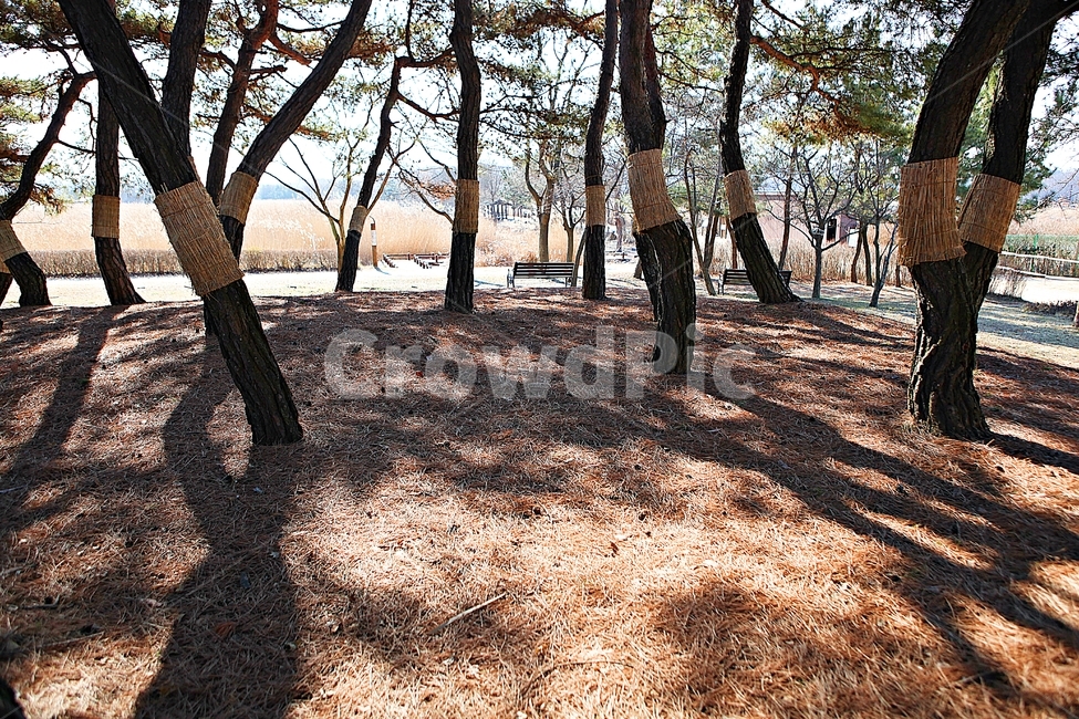 소나무,솔잎,숲,나무,식물,자연,풍경,겨울,공원,자연,풍경,nature,landscape