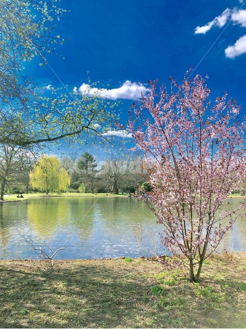 공원,나무,호수,벚꽃,하늘,구름,풍경,자연,초록색,파란색,park,blue,green,skyblue,sky,tree,lake,landscape,nature,푸른,푸르른,파란,파랑,맑음,맑은,cherryblossom,분홍,핑크,pink,푸른색