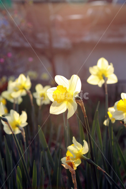 꽃,flower,narciscuss,수선화,봄꽃