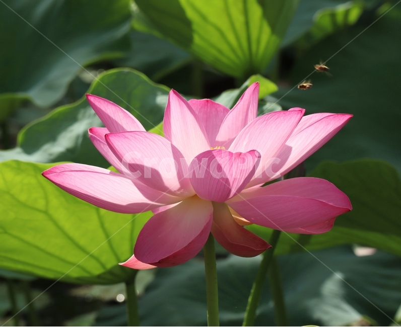 연꽃,벌,빛,꽃잎,여름,식물,자연,plants,nature,꽃,flower,동물,animal,곤충,벌레,insect,bug