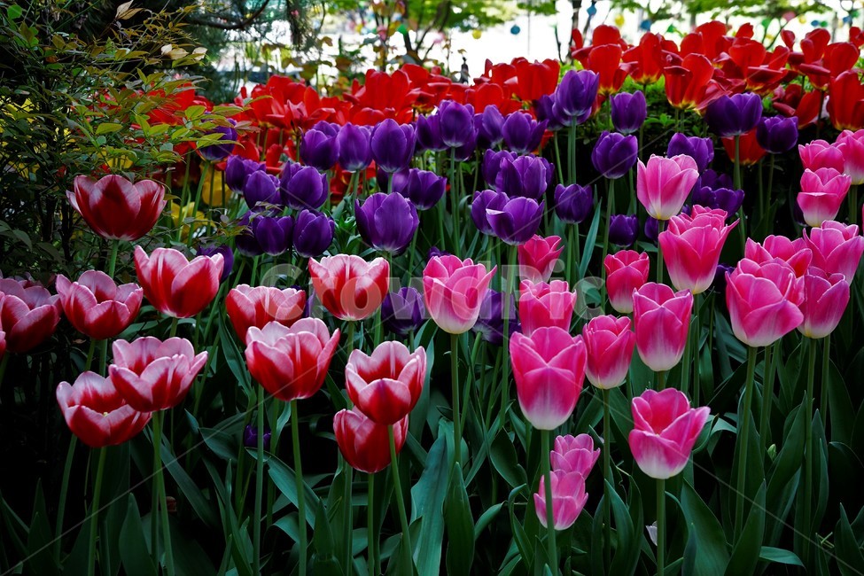튤립,봄,bloom,꽃,식물,자연,화사함,꽃향기,tulip,colorful,floral,flower,gardenflowers,happymind,life,nature,plant,spring봄,spring,식물,자연,plants,nature,꽃,flower