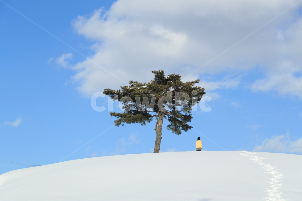 설경,동화,겨울나기,눈꽃세상,눈언덕,겨울동화,겨울,계절,winter,season,자연,풍경,nature,landscape