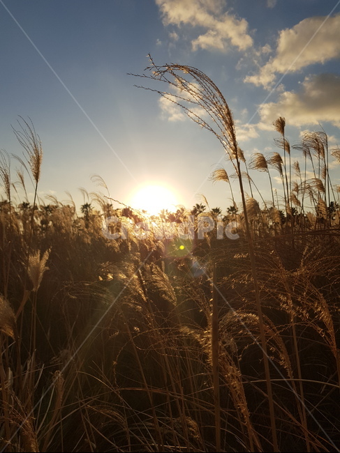 갈대밭,노을,하늘,해,빛,가을,계절,fall,autumn,season,자연,풍경,nature,landscape,grass,잔디,plant,식물,flare,플레어,light