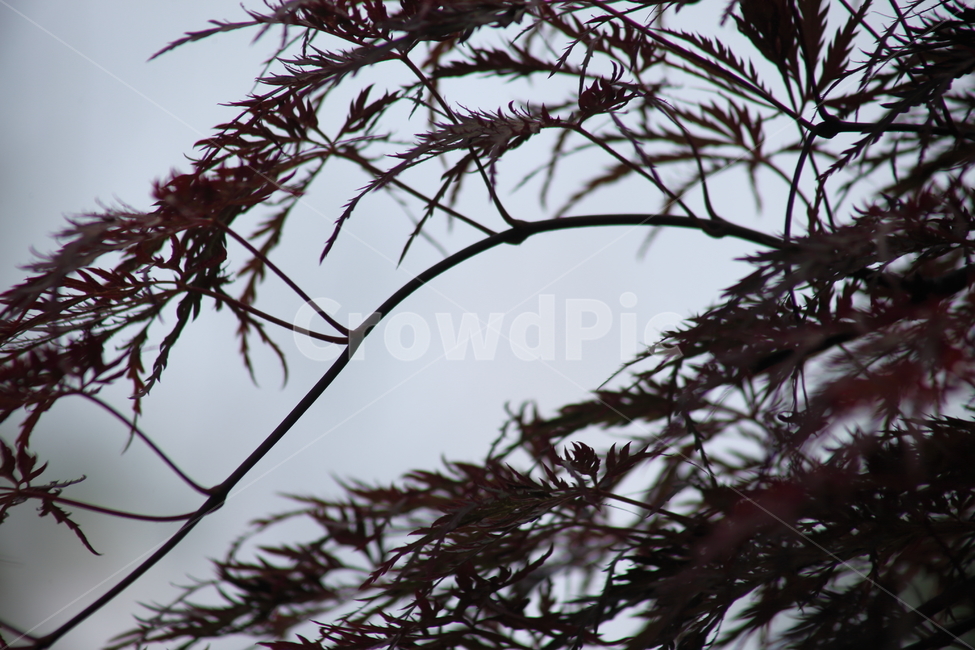 세열단풍나무,공작단풍나무,단풍나무,봄,japanesemaple