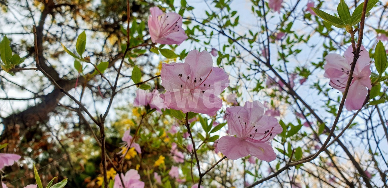 진달래,진달래꽃,꽃,식물,봄꽃,plant,flower,분홍색