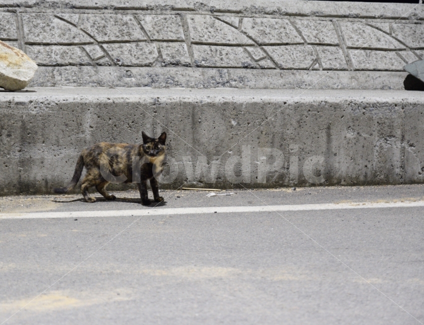 고양이,야옹이,길냥이,산책,동물,동물,animal,포유류,mammal,고양이,cat,kitten,kitty