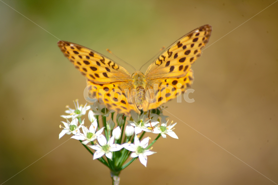 곤충,나비,나방,날개,butterfly,동물,animal,곤충,벌레,insect,bug