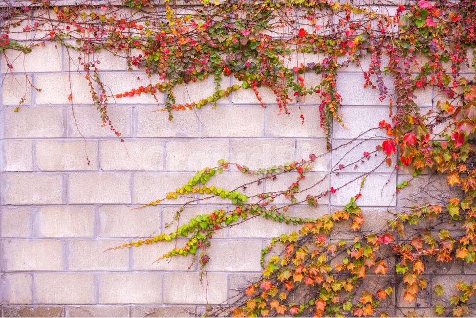 담장,팬스,담쟁이,넝쿨,단풍,가을,식물,가을,계절,fall,autumn,season,plant