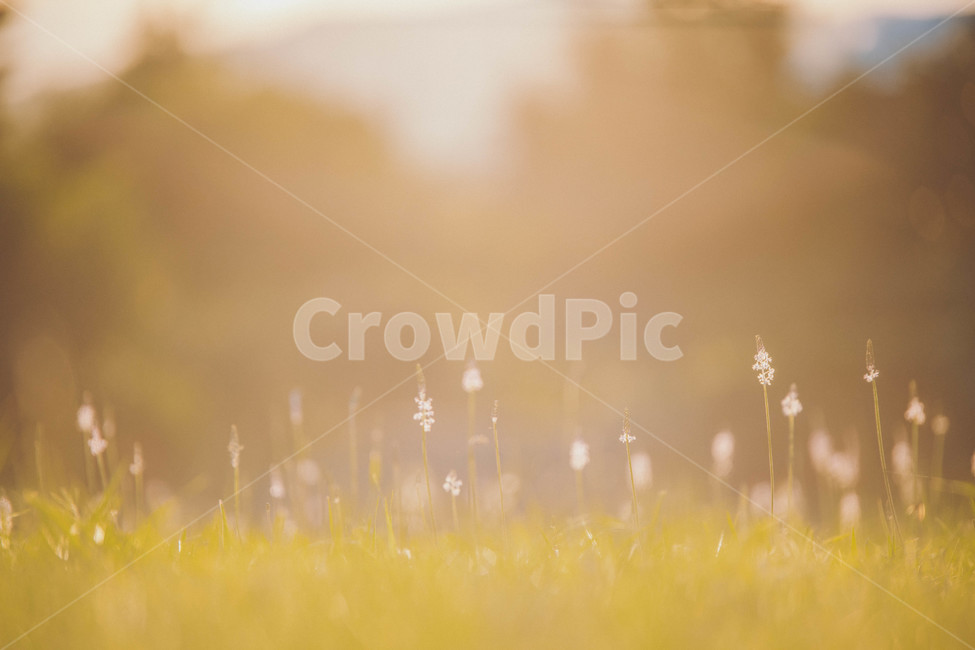grass,잔디,plant,식물,해,빛,역광,노을,해질녘,감성,sunset,골든아워,식물,자연,plants,nature,휴식,힐링,rest,relaxation,healing