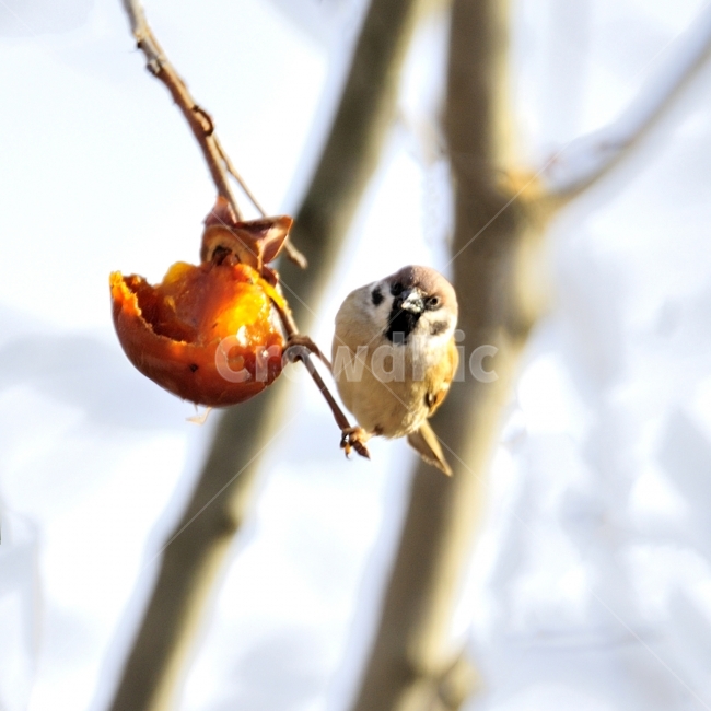 참새,새,조류,방앗간,쪽돌의사진세상,사립문,쪽돌,겨울,계절,winter,season,동물,animal,조류,새,birds,과일,열매,fruit