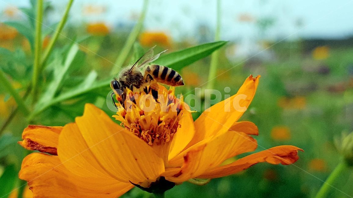 꽃,벌,일벌,꿀벌,코스모스,가음,식물,자연,plants,nature,꽃,flower,동물,animal,곤충,벌레,insect,bug