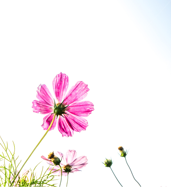 코스모스,꽃,식물,가을,자연,가을,계절,fall,autumn,season,식물,자연,plants,nature,꽃,flower,plant,daisies,데이지,blossom,daisy