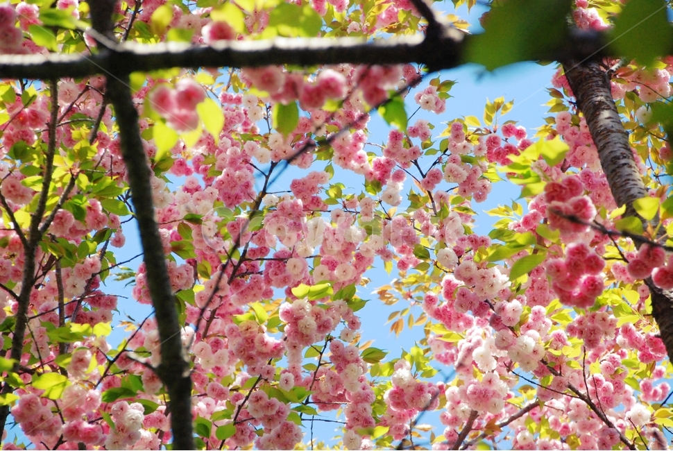 꽃,봄,식물,자연,벚꽃,겹벚꽃,봄,계절,spring,season,식물,자연,plants,nature,꽃,flower,plant