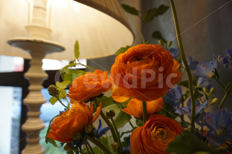 생화,꽃,감성,감성사진,꽃사진,인테리어,아름다움,자연,flower,풍경,접사,스냅,주황,orage,식물,자연,plants,nature,꽃,flower,인테리어,실내디자인,interior design
