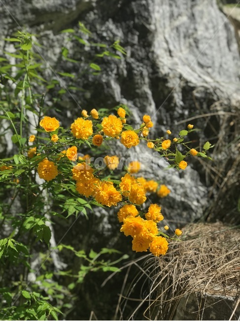꽃,노란꽃,노란색,자연,돌,감성사진,flower,yellow,yellowflower,nature,rock