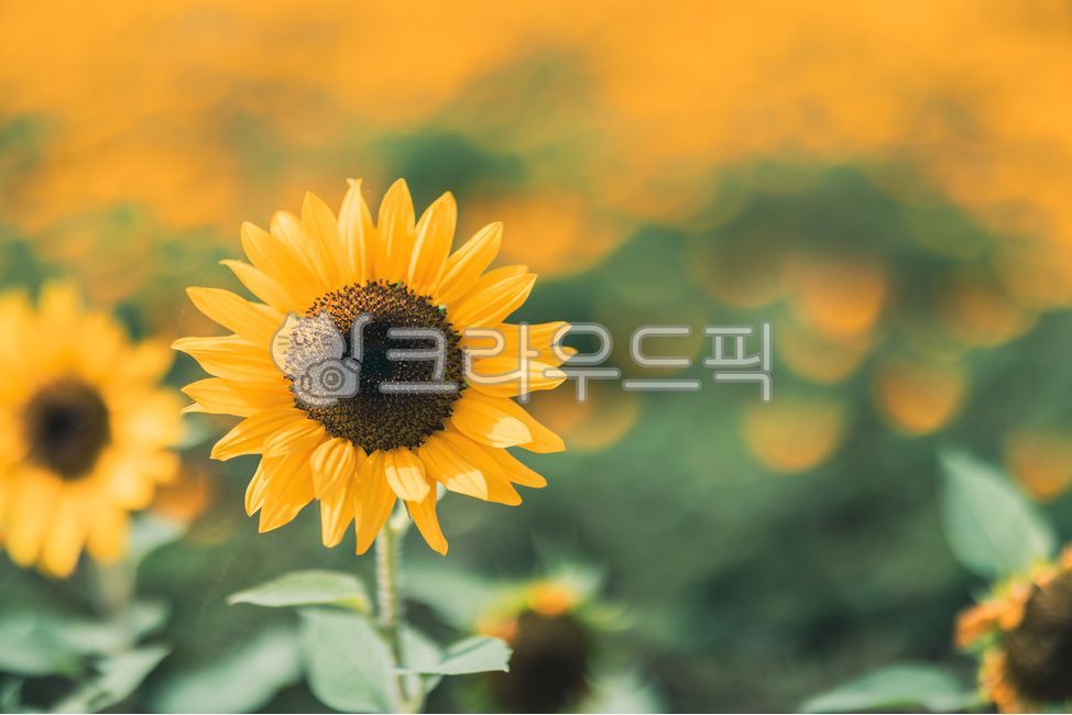 plant,sunflower,flower