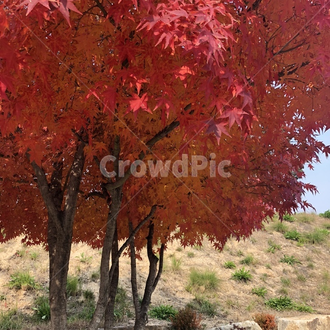 단풍,나무,빨강,단풍나무,빨간색,가을,계절,fall,autumn,season,식물,자연,plants,nature,나무,trees,wood,tree,plant,leaf,잎,maple