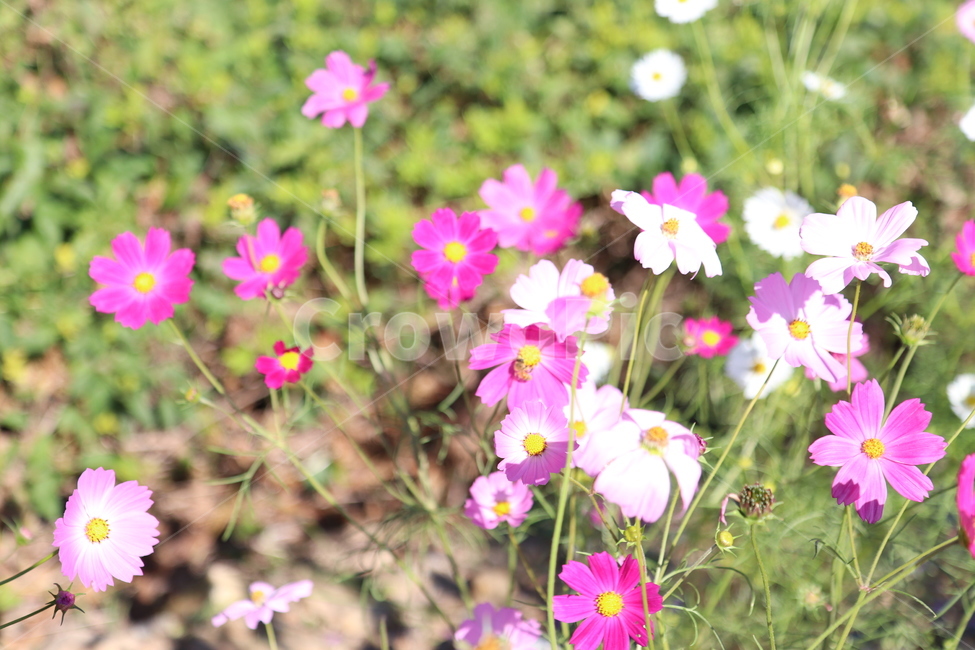 코스모스,꽃,cosmos,분홍,풍경,하동코스모스,코스모스축제,식물,자연,plants,nature,꽃,flower