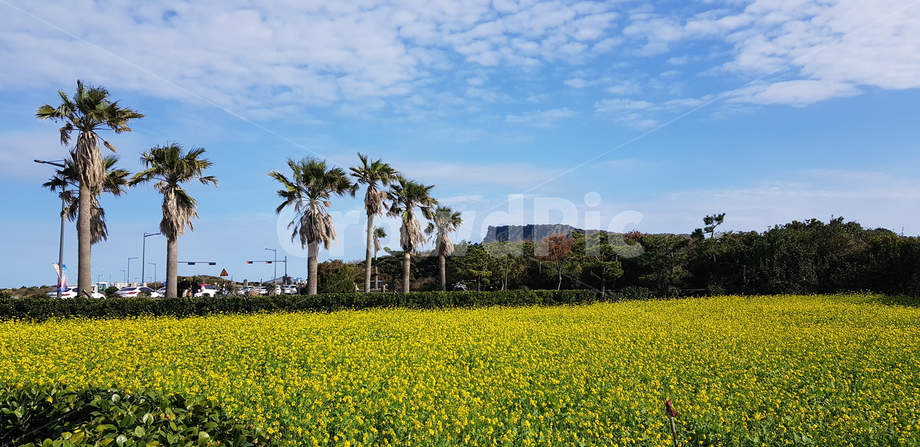 제주도,봄,유채꽃,성산일출봉,하늘,field,자연,nature,꽃밭,flower,grassland,spring,야자수,palmtree