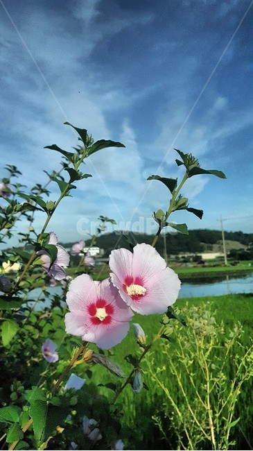 자연,일편단심,꽃,무궁화,대한민국,식물,자연,plants,nature,꽃,flower