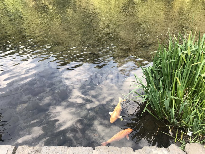 물고기,붕어,fish,물,연못,자연,풍경,nature,landscape