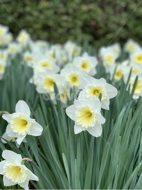 plant,식물,blossom,꽃,flower