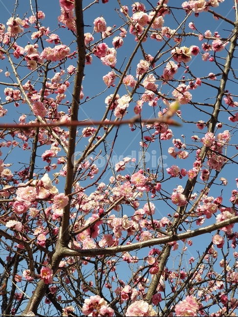 봄,벗꽃,spring,flower,나무