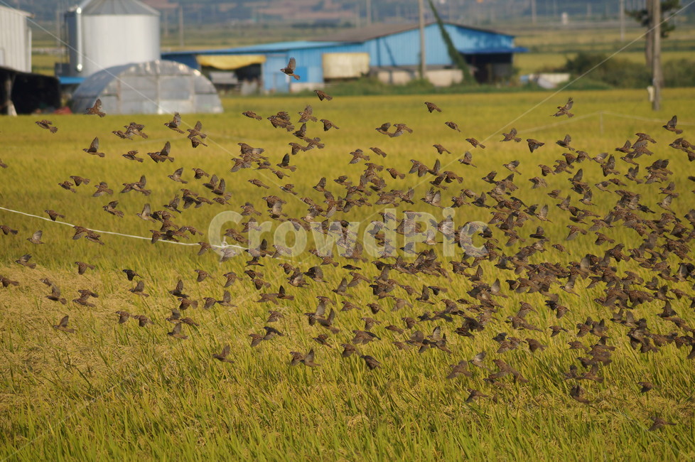논,참새,벼,곡식,가을,들판,새,텃새,동물,animal,조류,새,birds