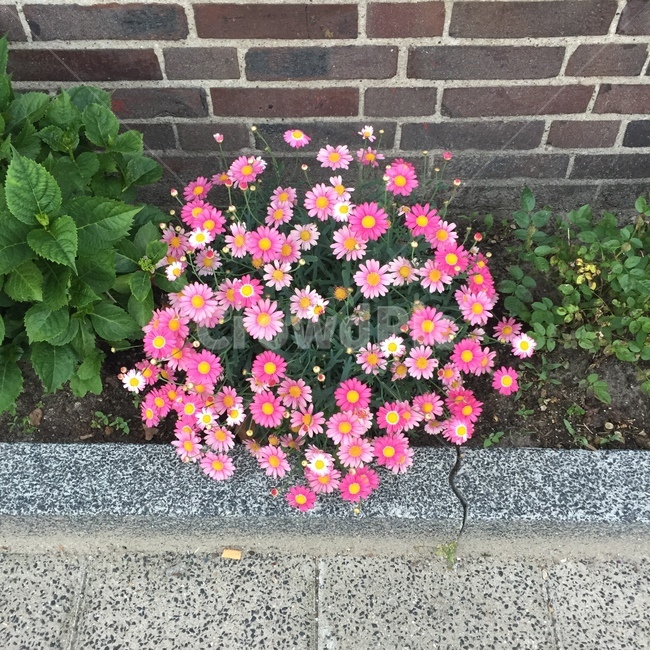 꽃,자연,분홍꽃,코스모스,pink,분홍,flower
