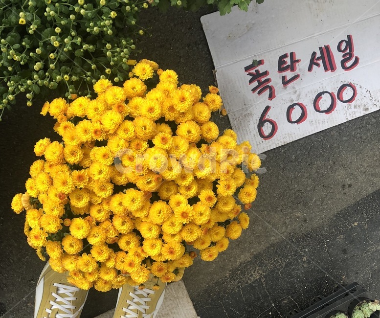 세일,폭탄세일,꽃,신발,6000원,식물,자연,plants,nature,꽃,flower