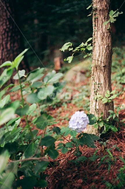 수국,나무,여름,숲,초록,plant,tree,식물,식물,자연,plants,nature,꽃,flower