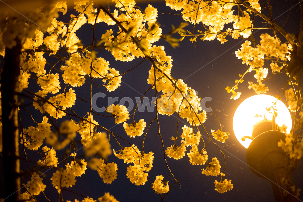 벚꽃,가로등,벚꽃나무,벚꽃잎,벚나무,봄,계절,spring,season,야경,밤,풍경,nightscape,night,landscape,식물,자연,plants,nature,꽃,flower,plant,leaf,잎