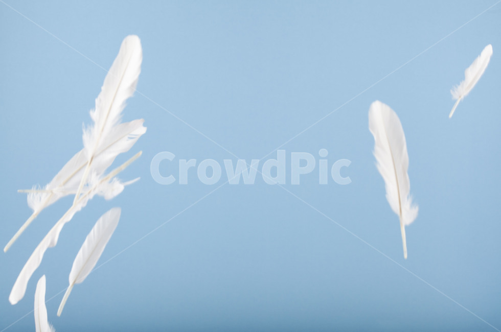 깃털,순간포착,새,흰털,feather,날개,wing,감성,몽환,환생,신기루,연출,컨셉,콘셉,direction,concept