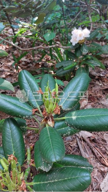 panacea,petal,plant,leaf,Rhododendron
