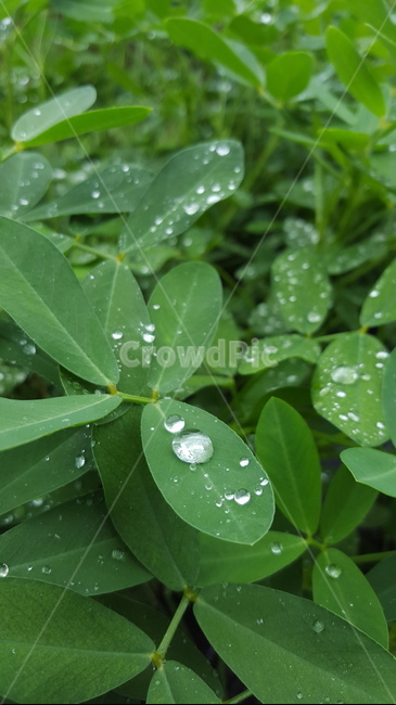 식물,이슬,물방울,잎사귀,초록,식물,자연,plants,nature