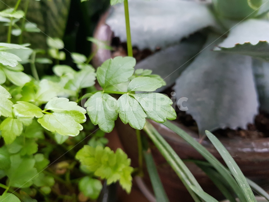 plant,식물,보타닉,green,나뭇잎,식물,자연,plants,nature